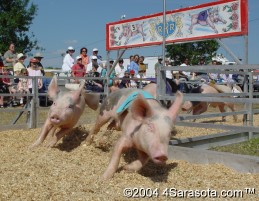 Rosaire's Racing Pigs